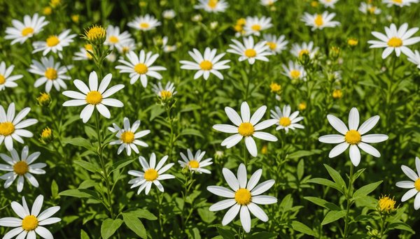 Pourquoi prendre des fleurs de bach pour votre bien-être ?